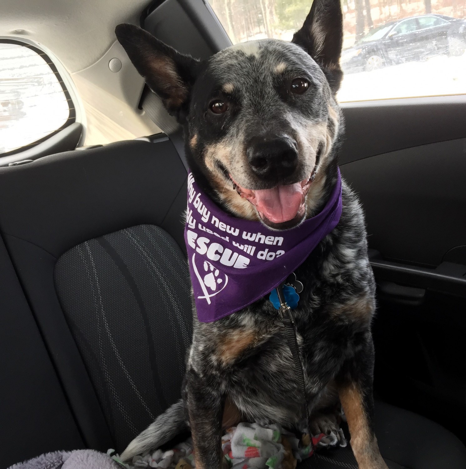 Pottstown Animal Wellness Services Pottstown, PA Adoptions